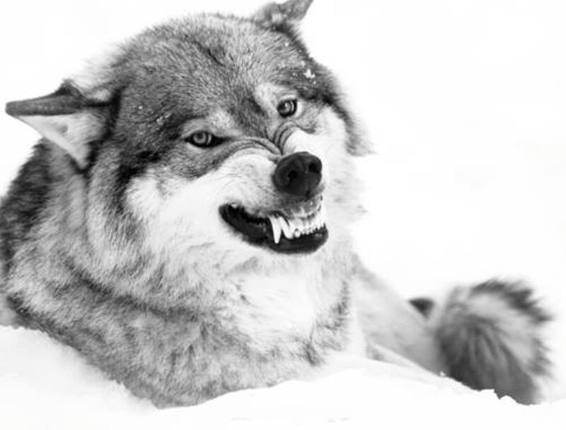 Angry Wolf in Snow — Black