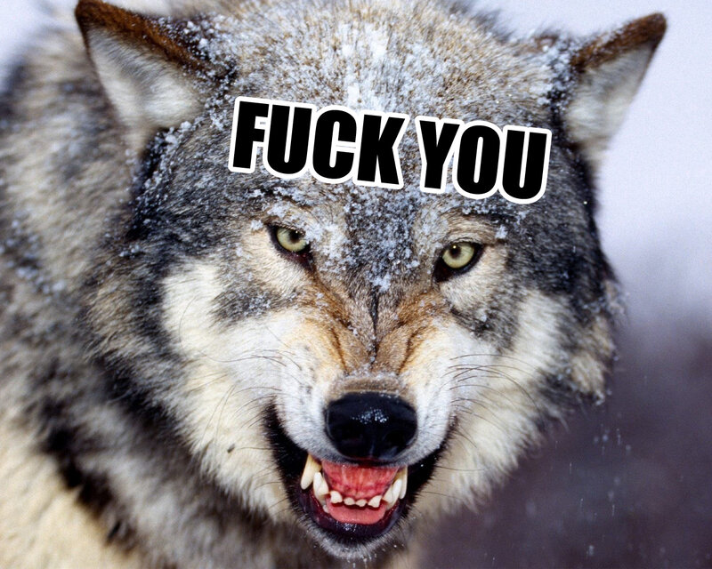 Angry Wolf in Snow — Gray, Aggressive
