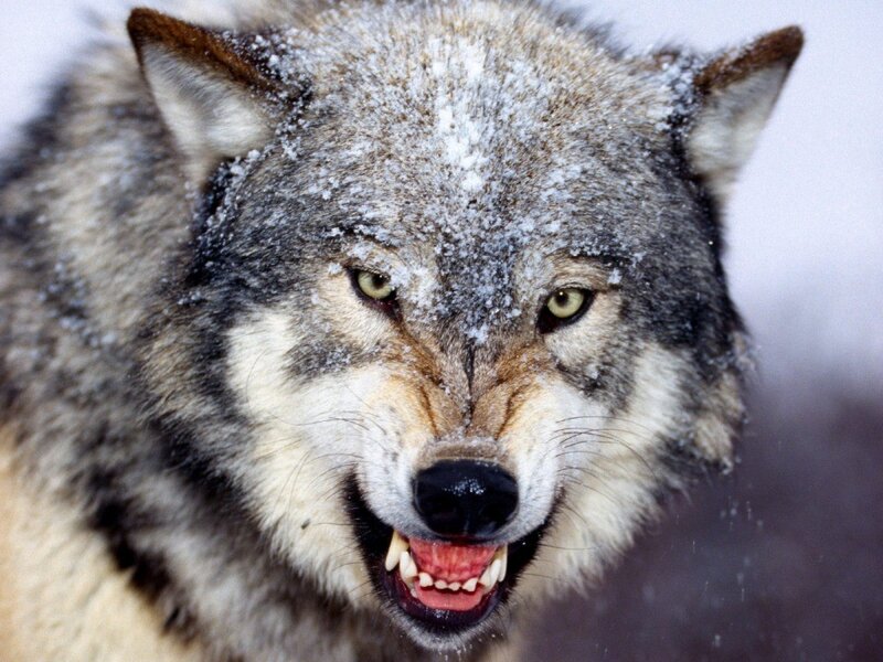 Angry Wolf in Snow — Gray, Intense