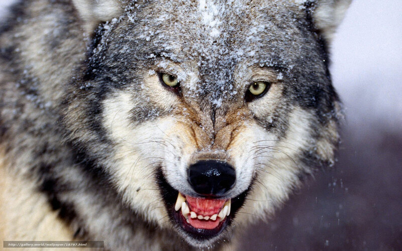 angry wolf in snow