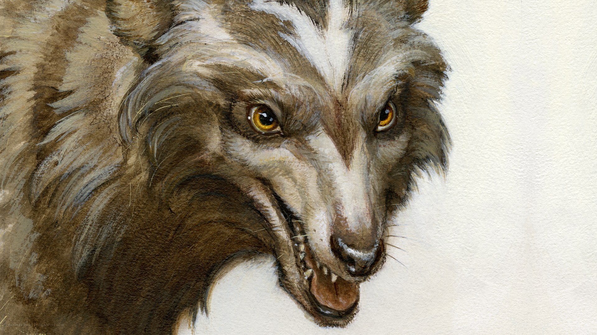 angry wolf portrait