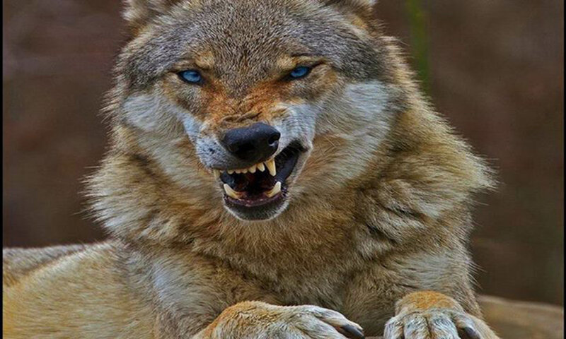 Angry Wolf Showing Teeth