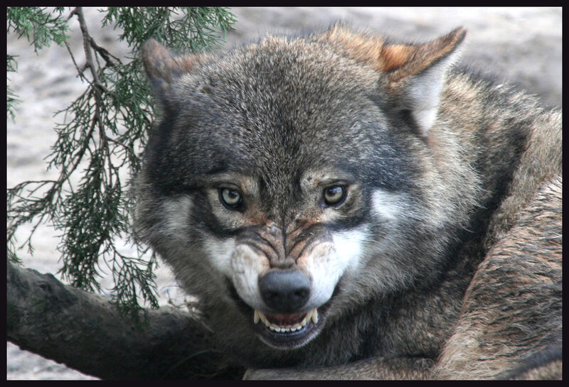 Angry Wolf Snarling — Gray, Aggressive