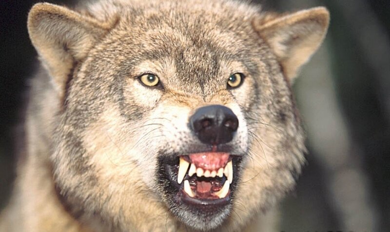 Angry Wolf Snarling — Gray