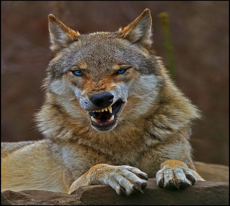 Angry Wolf with Blue Eyes