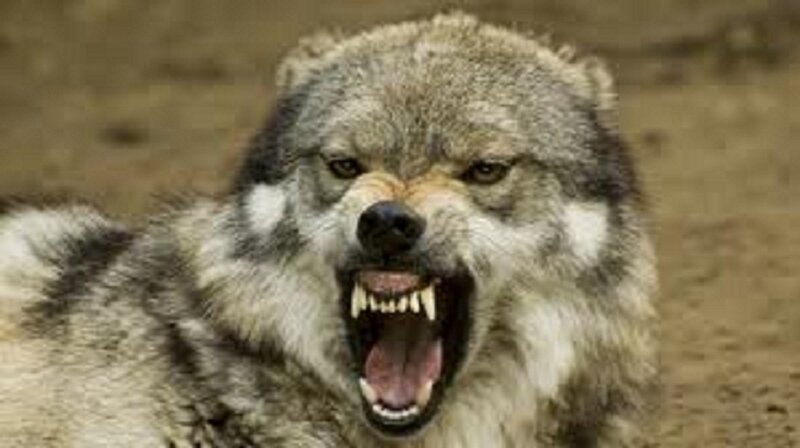 Angry Wolf with Open Mouth — Gray