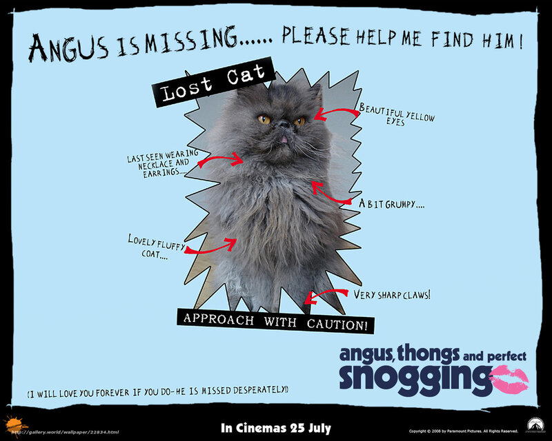 Angus the cat missing poster