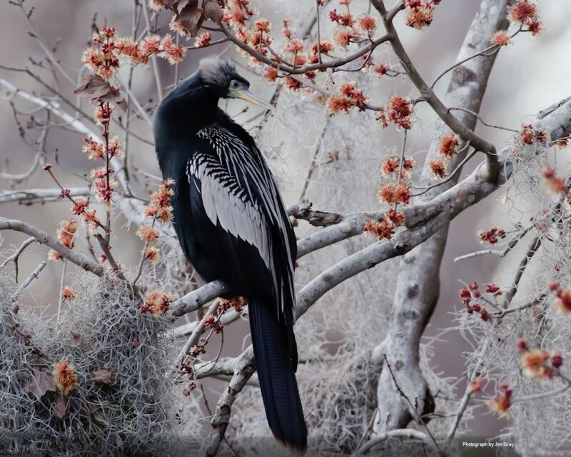 Anhinga Bird on Branch — Black, Calm