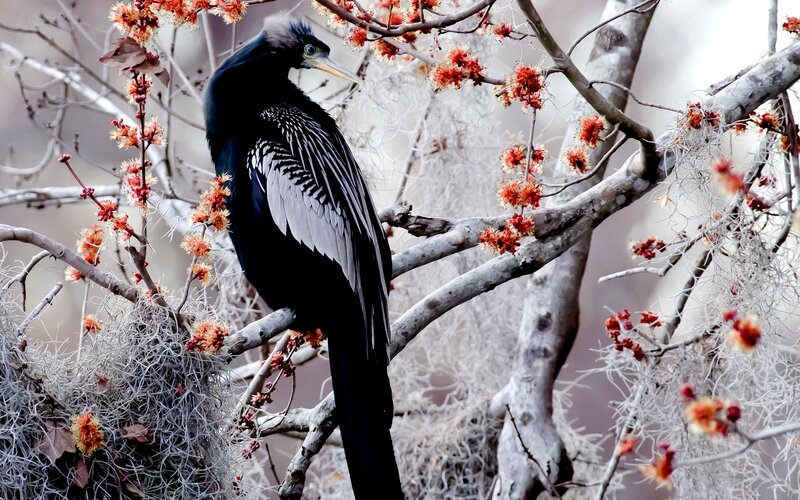 Anhinga Bird on Branch — Black, Serene