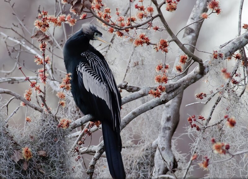 Anhinga Bird on Branch — Black