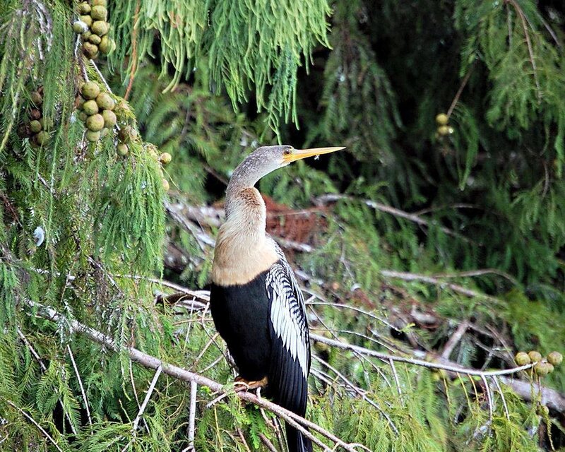 Anhinga Bird on Branch — Green