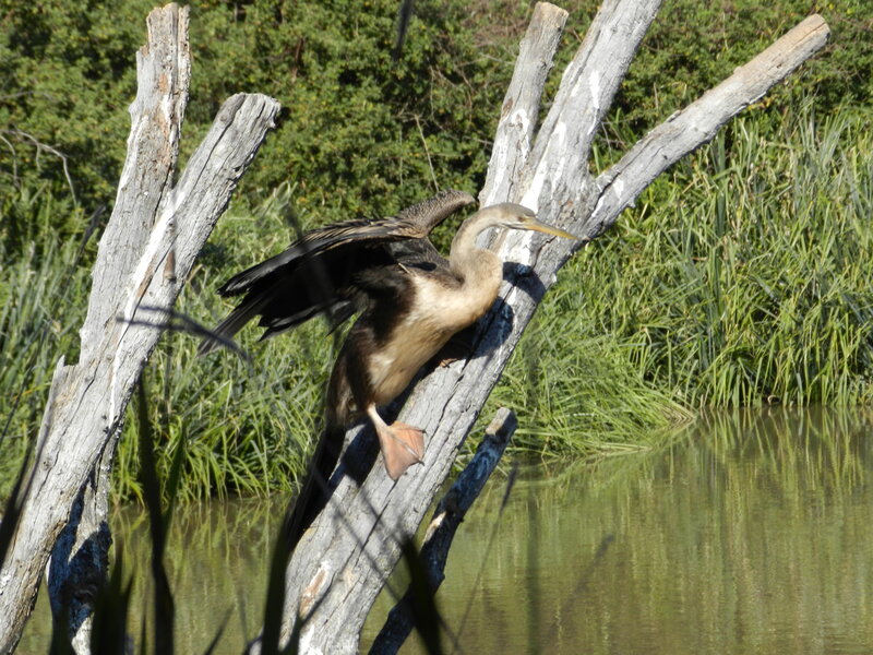 Anhinga Bird on Branch