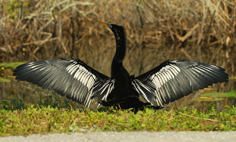 Anhinga Bird Spreading Wings — Black