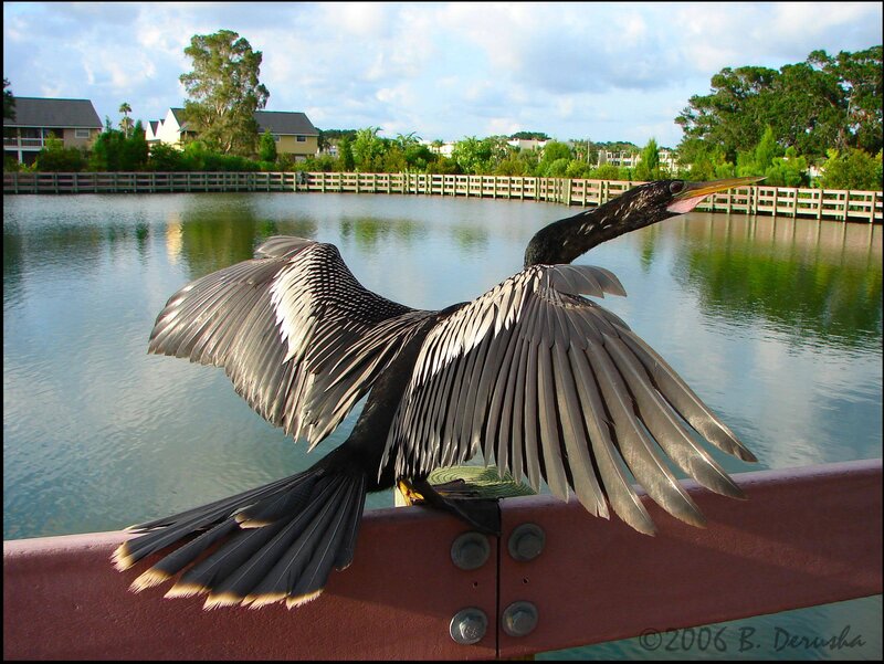 Anhinga Bird Spreading Wings