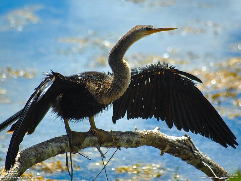 Anhinga drying its wings