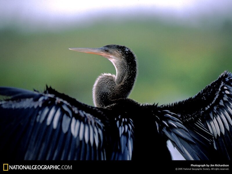 Anhinga with wings spread