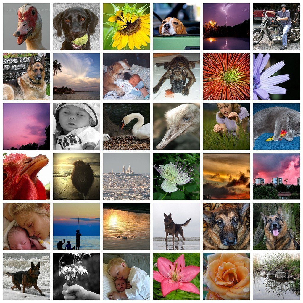 Animal and nature collage