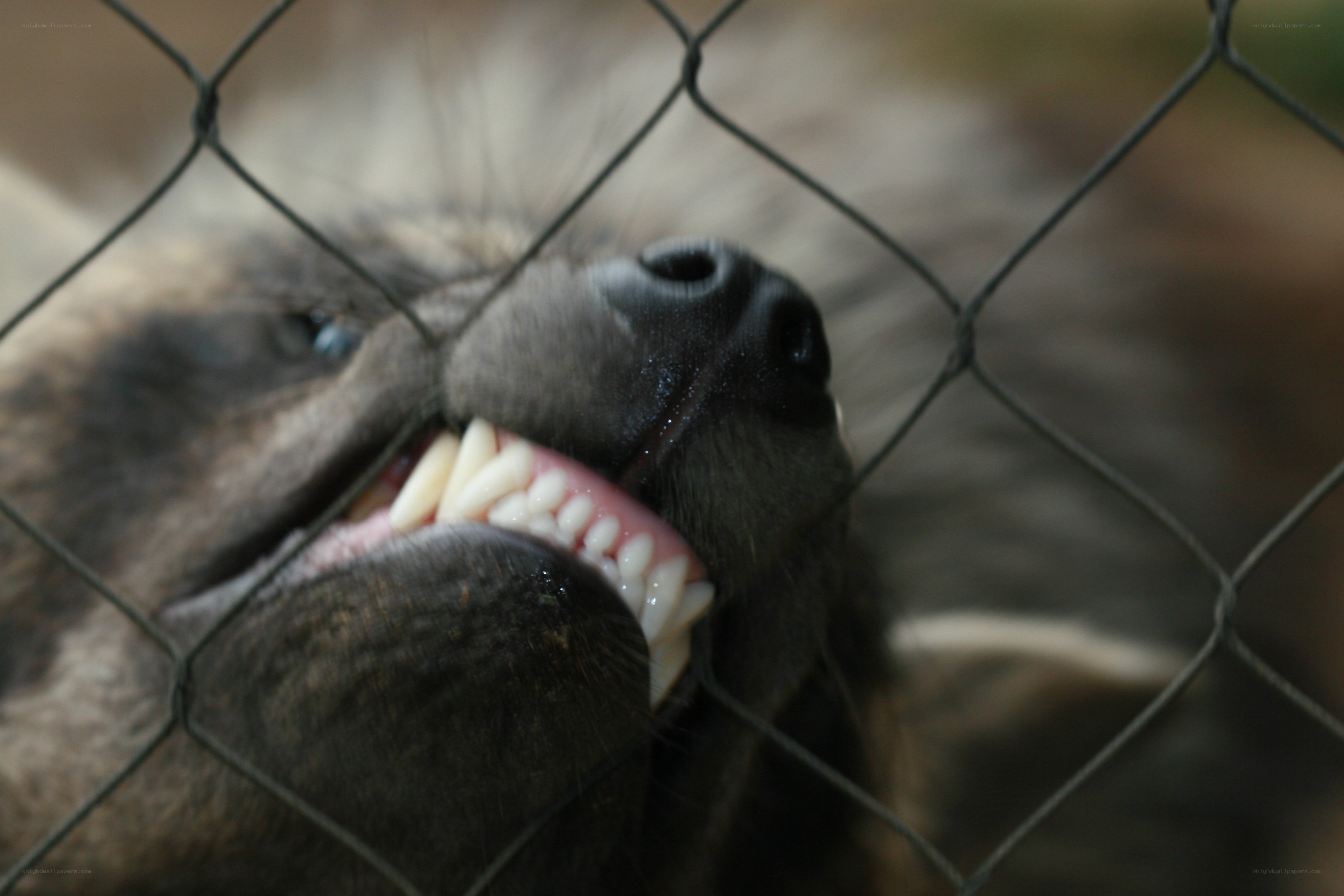 animal behind a fence