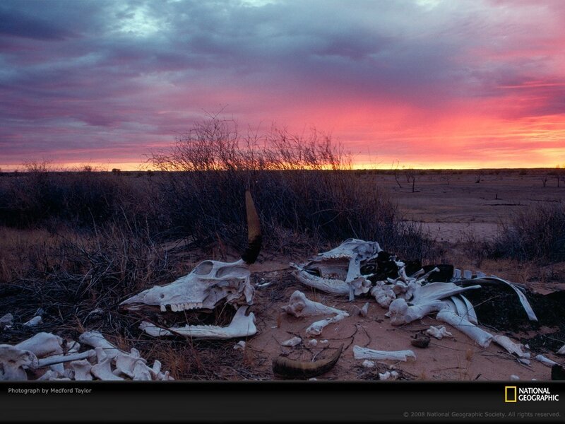 Animal bones at sunset