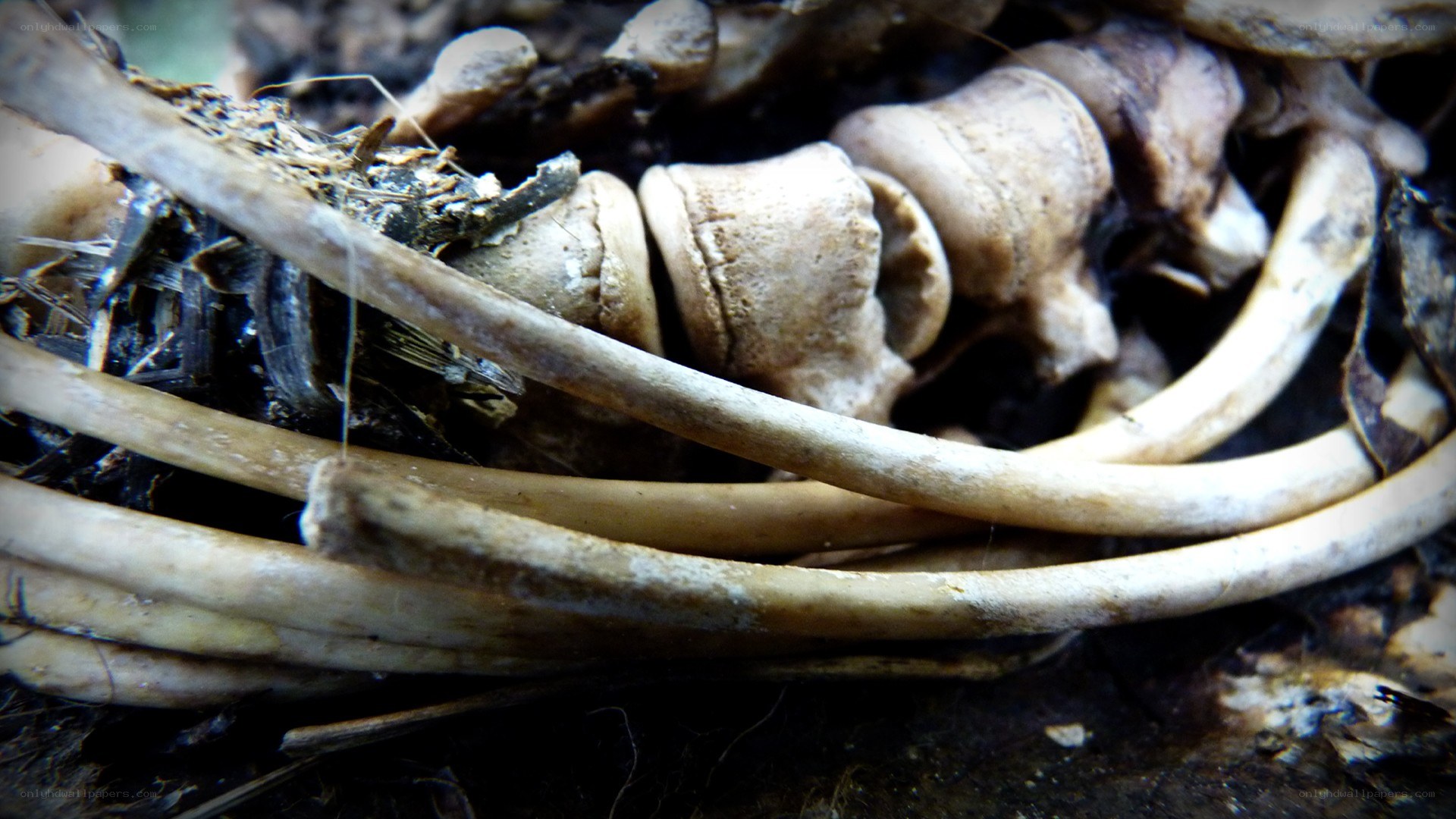animal bones in forest debris