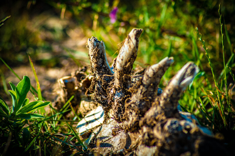 Animal Bones in Grass