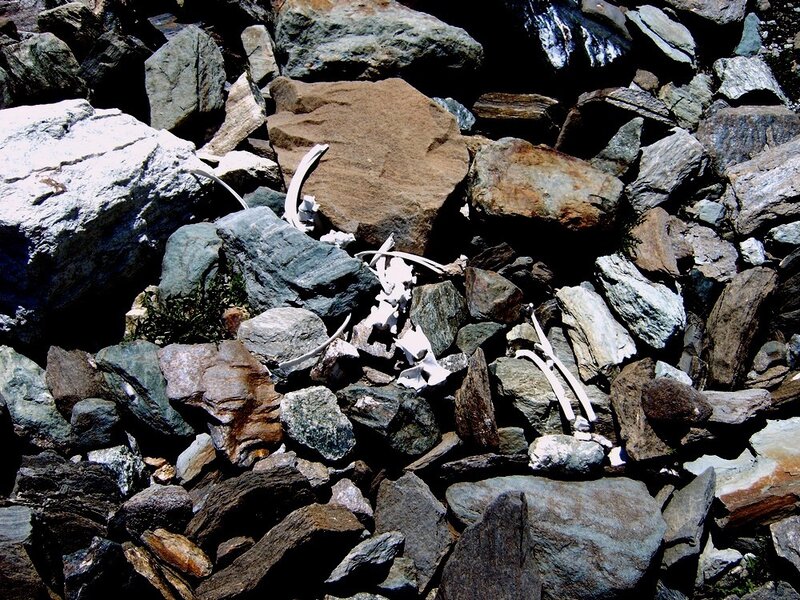 Animal Bones in Rocks
