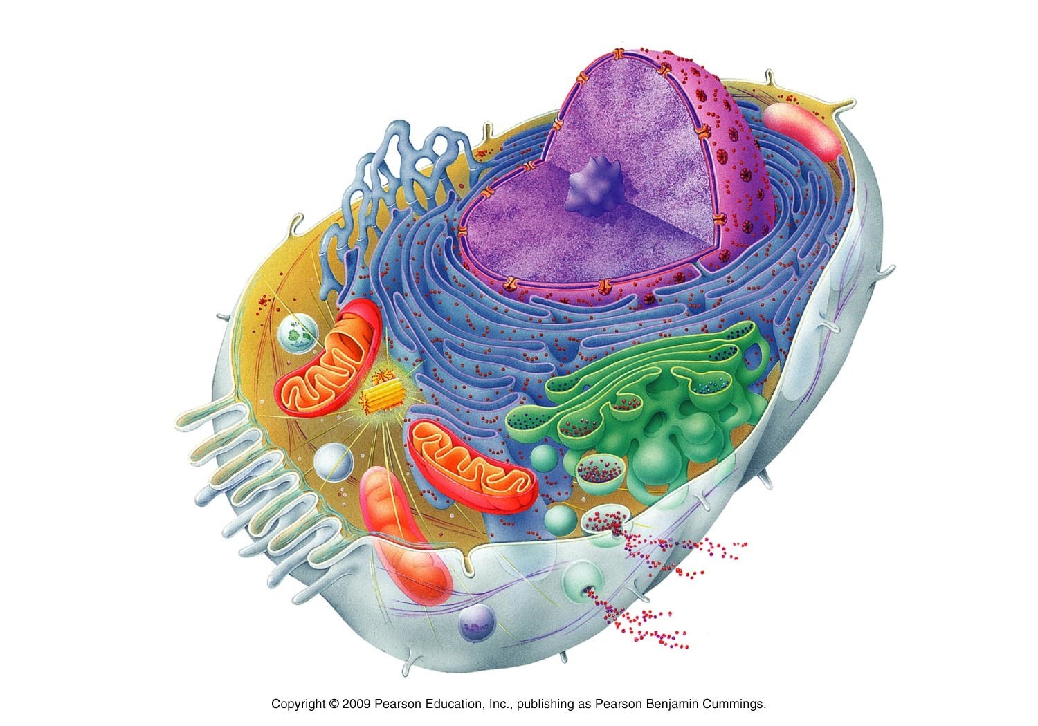 animal cell diagram