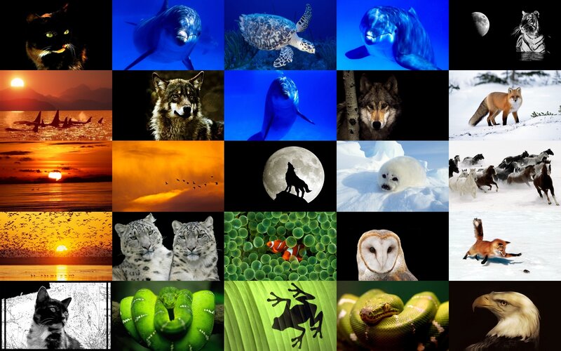 Animal collage collection