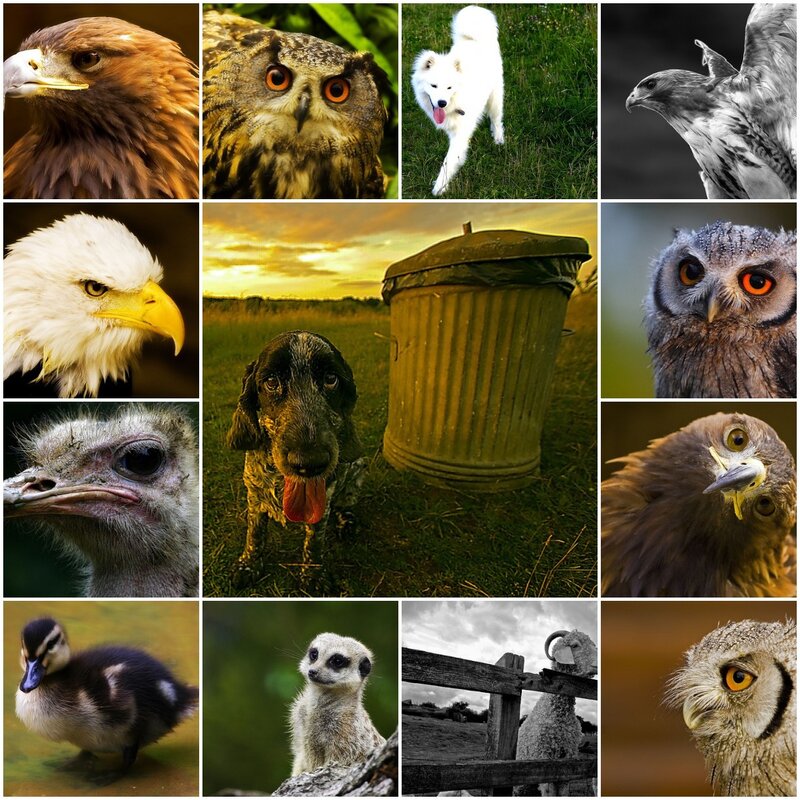 animal collage grid