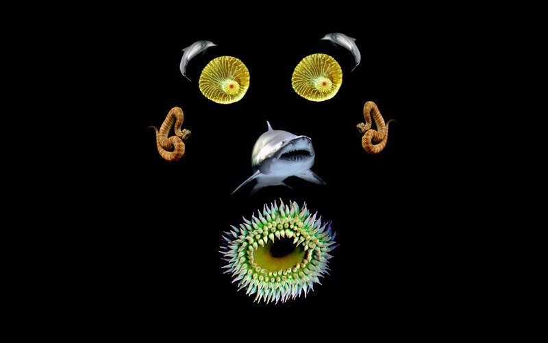 animal face collage