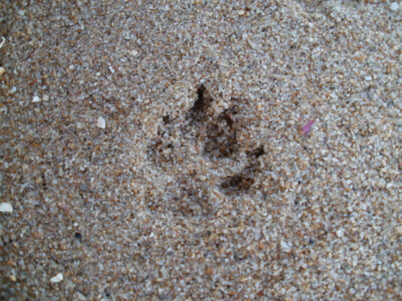 Animal Footprint in Sand — Brown