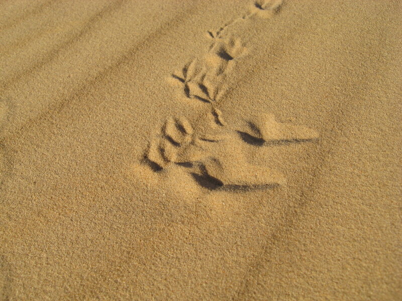 Animal Footprints in Sand