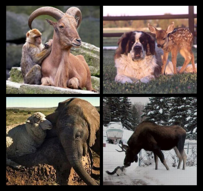 Animal Friendships