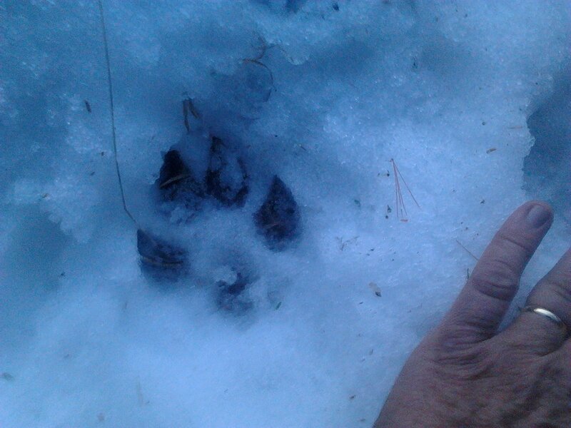 Animal Paw Print in Snow — Blue