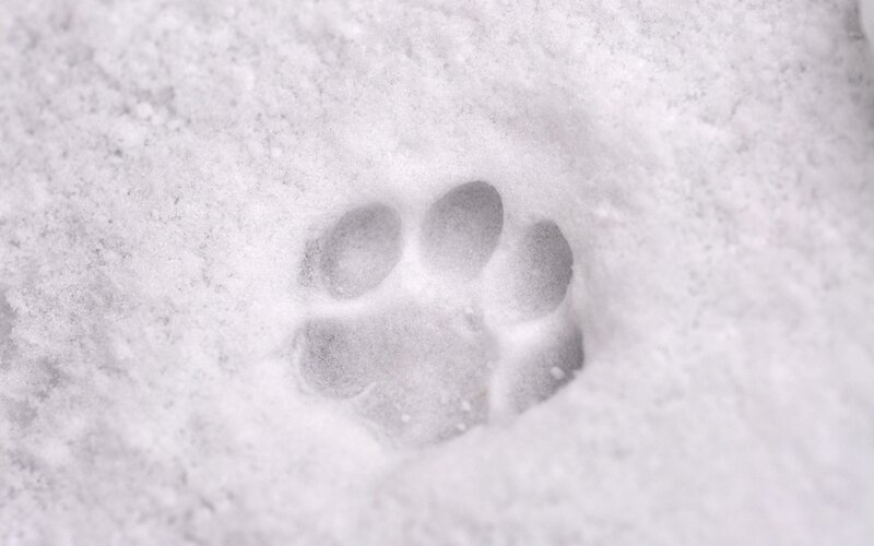 animal paw print in snow