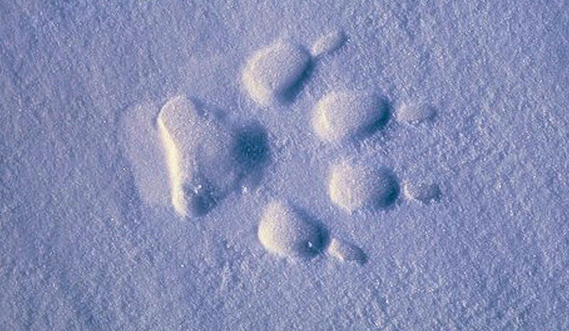 Animal Paw Print in Snow — White
