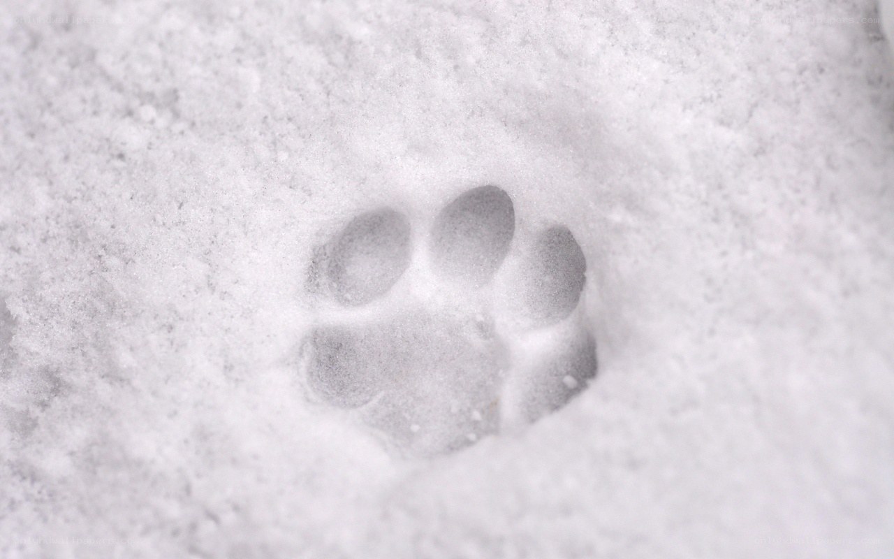 animal paw print in snow