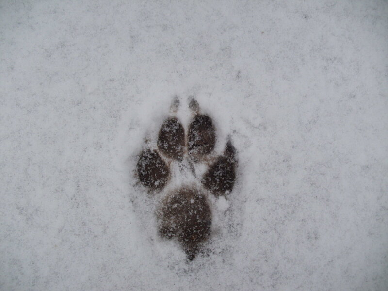 Animal Paw Print