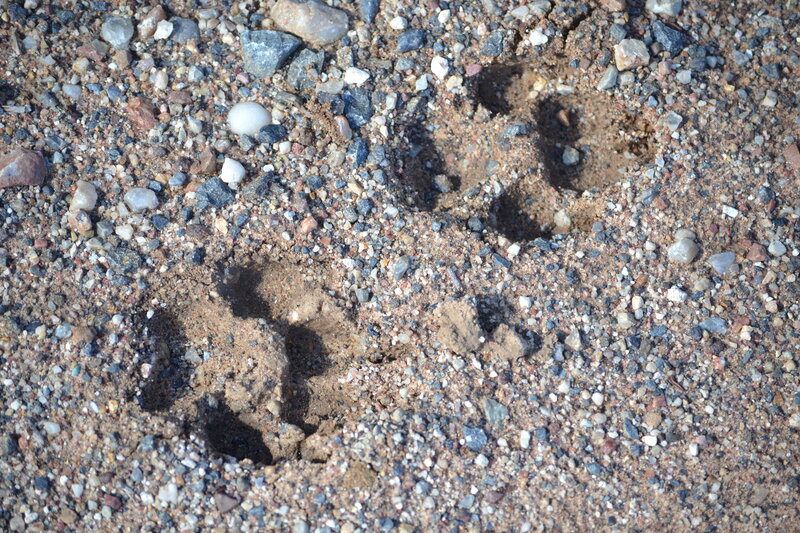 Animal Paw Prints