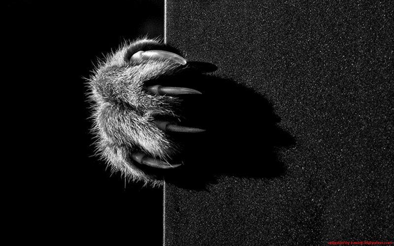 animal paw with claws