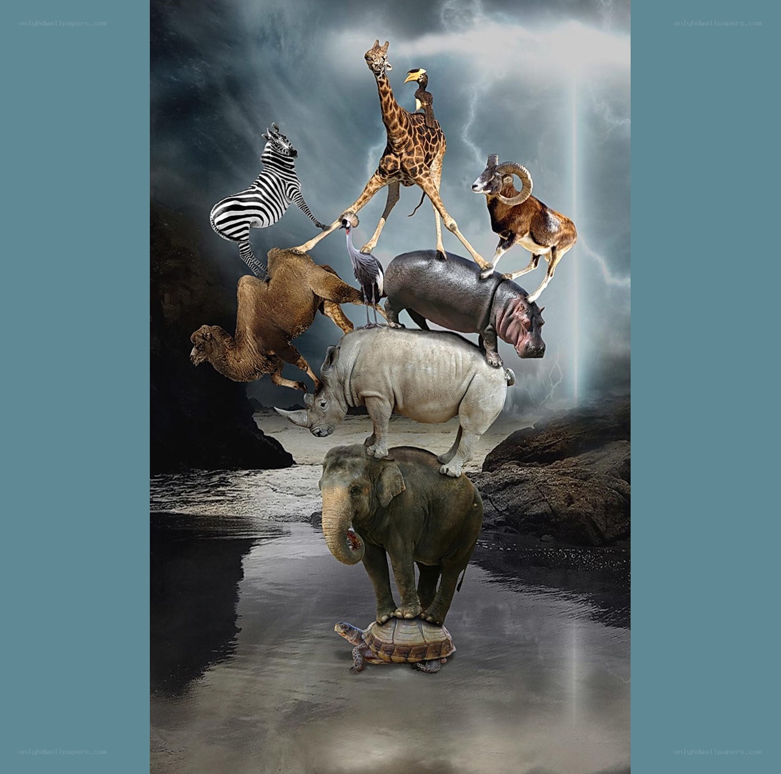 animal pyramid in storm