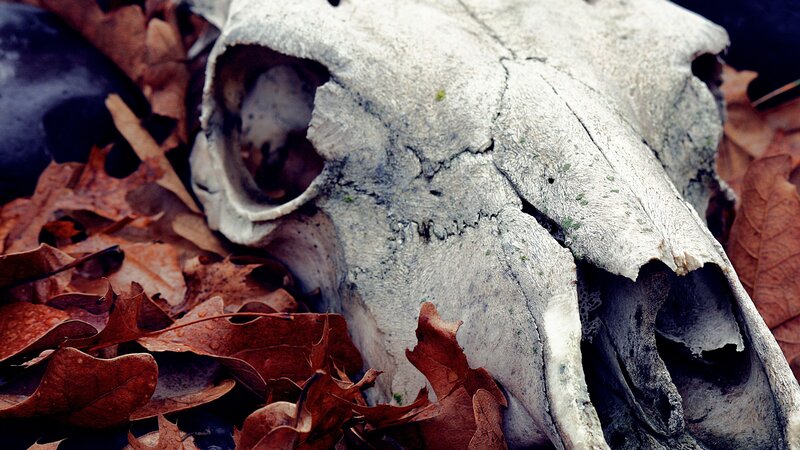 Animal skull in autumn leaves