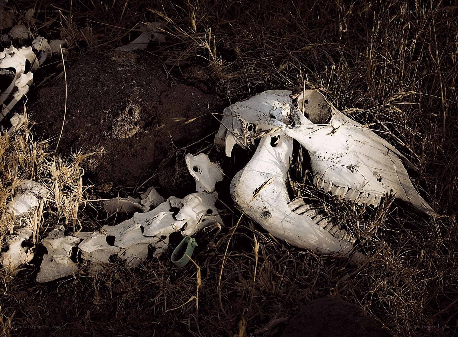 Animal skull in dry grass