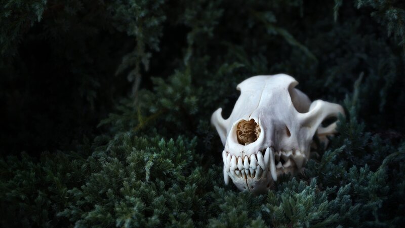 Animal Skull in Foliage
