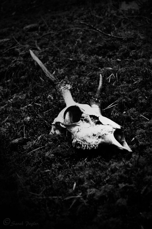 Animal skull in forest moss