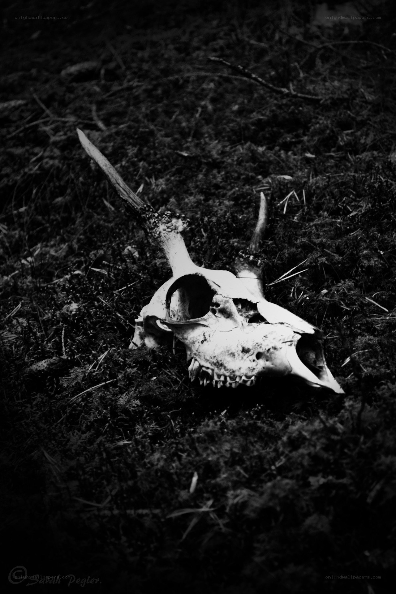 Animal skull in forest moss