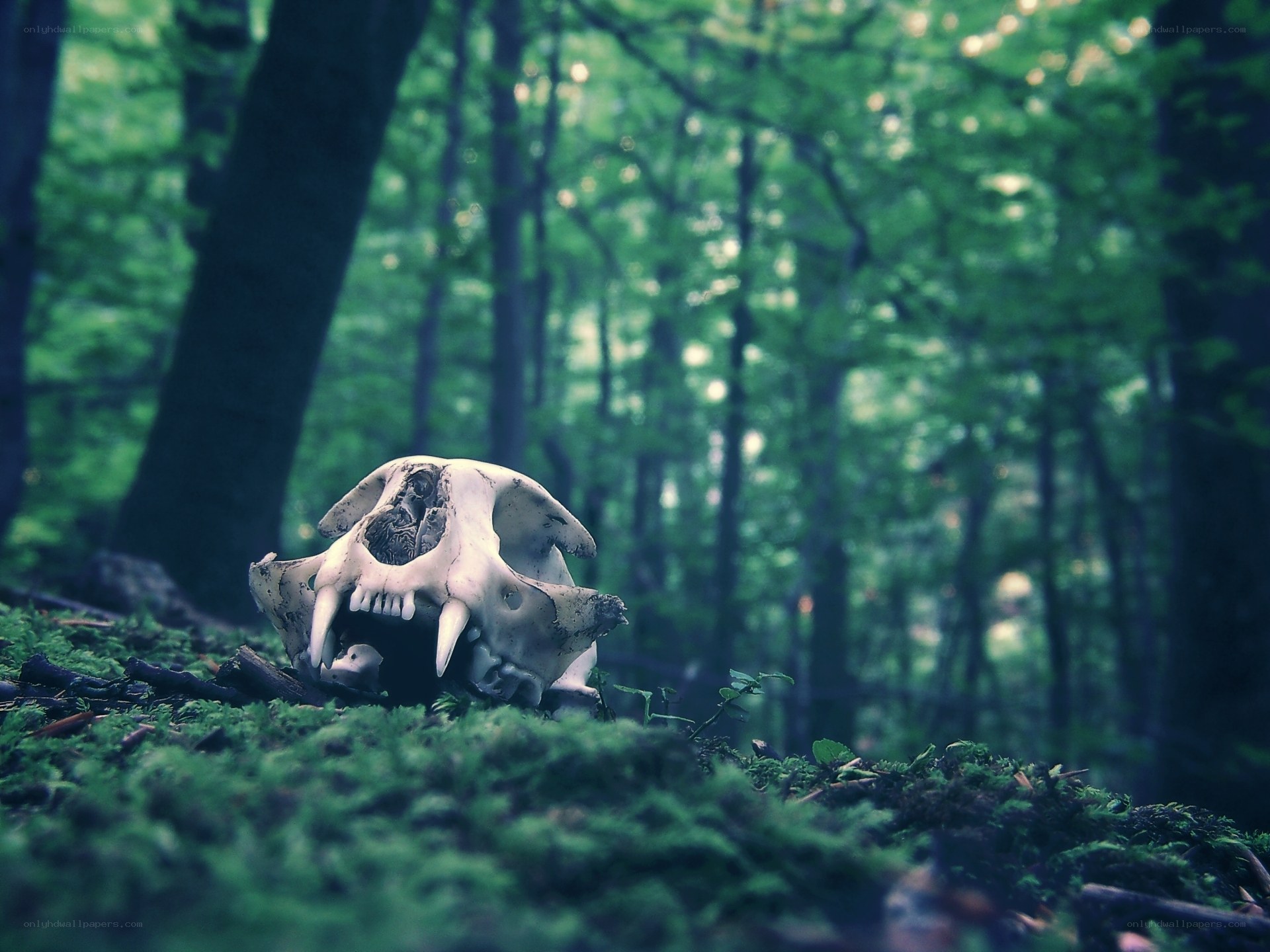 Animal skull in forest moss