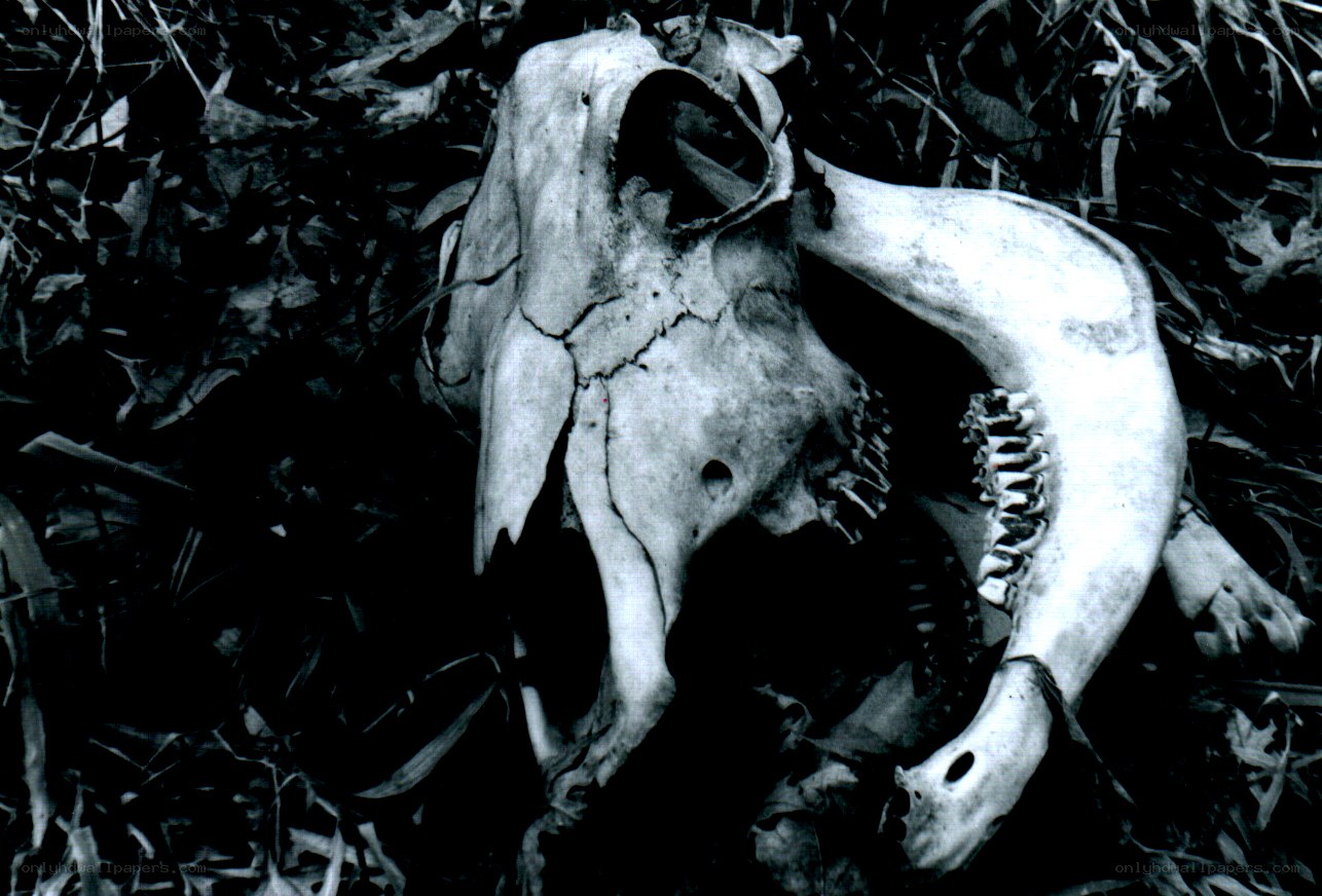 animal skull in grass