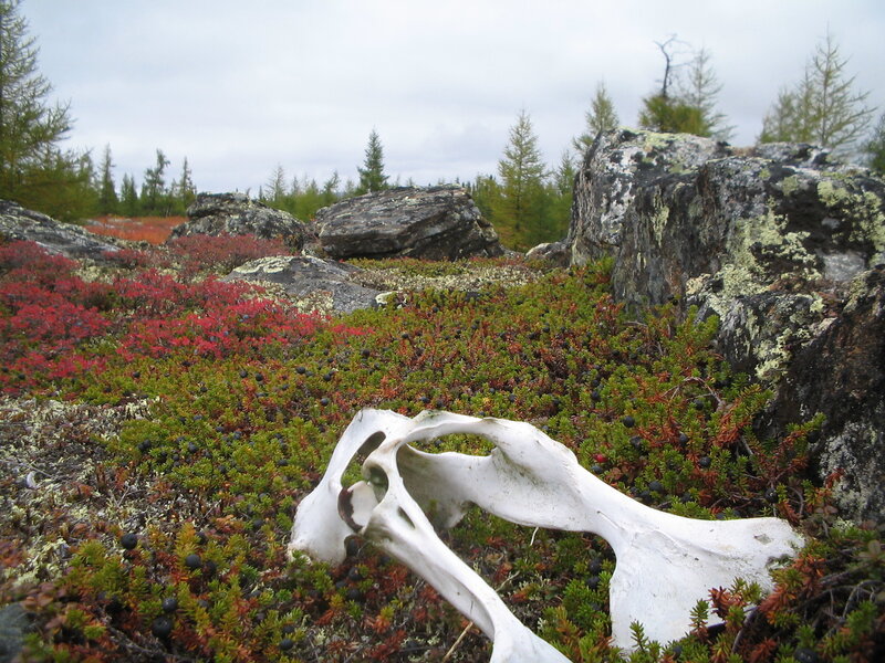 Animal skull in tundra landscape
