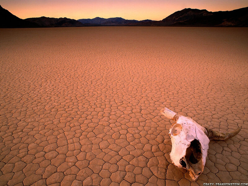 Animal Skull on Cracked Earth — Orange, Desolate